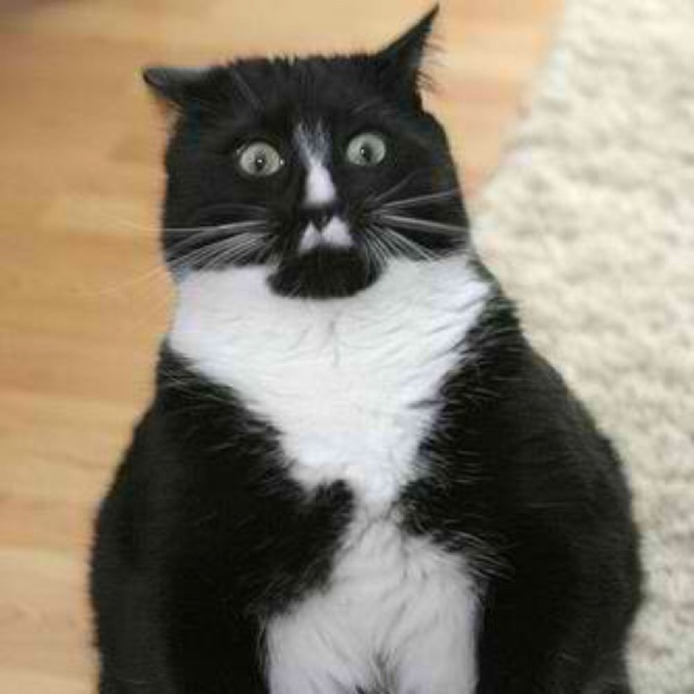 Meet your Posher, Micah